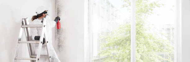 Best Dehumidification Services  in Little Falls, NY